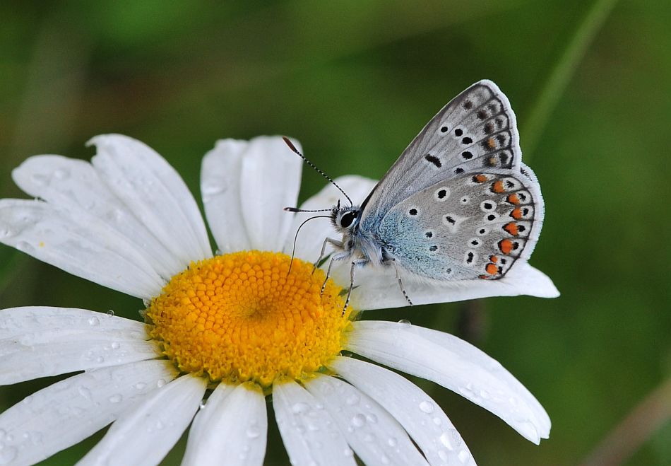 La vita in un fiore: terza parte